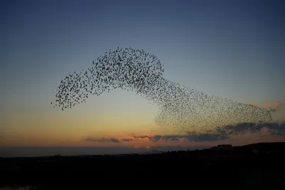 Стая птиц, летящих по воздуху · Бесплатные стоковые фото