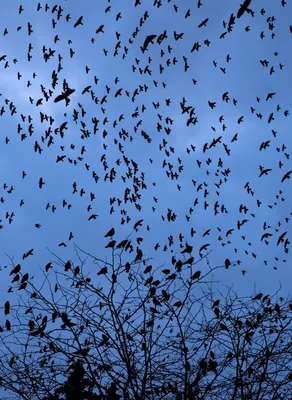 Это плохой знак\", – гигантская стая птиц в небе напугала воронежцев