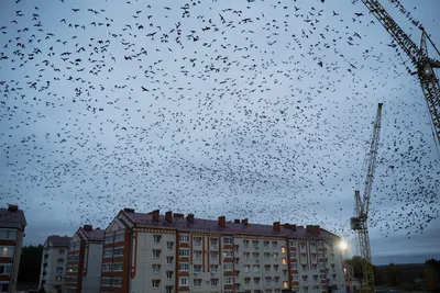 стая птиц карандашом: 8 тыс изображений найдено в Яндекс.Картинках