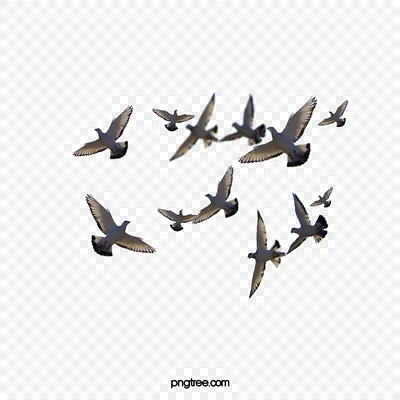 Птицы Чайки Летящей Стая - Бесплатное фото на Pixabay - Pixabay