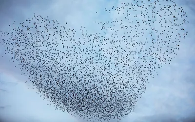 Стая птиц в небе стоковое изображение. изображение насчитывающей  образование - 107445809
