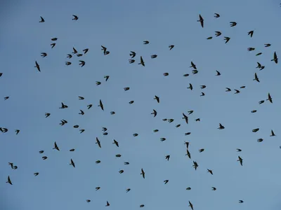 Мурмурация: почему стаи птиц до сих пор ставят ученых в тупик - Русская  семерка