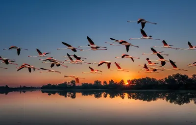 Стая птиц на фоне заката | Пикабу