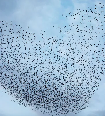 Принцип стаи: птицы в небе как предмет высокого искусства | Фотогалереи |  Известия