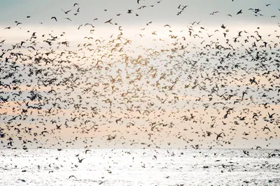 Огромная стая птиц пролетает над …» — создано в Шедевруме