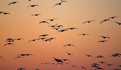 Стая птиц с распростертыми крыльями Высокие летающие птицы Животные летают  Фотография картинка с картинкой Фон И картинка для бесплатной загрузки -  Pngtree