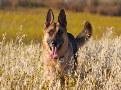Фото Сталинской собаки: символ верности и доблести