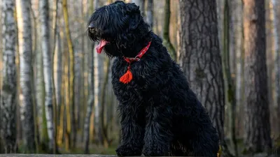 Сталинская собака фотографии
