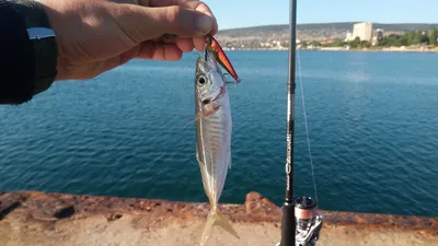 Ставрида - очень вкусная рыбка🐟, готовить из нее - одно удовольствие😊. |  RF market | Дзен