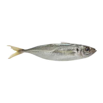 Ставрида (Trachurus spp) - sharkseafoods.com