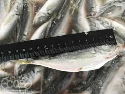 ☰ Ставрида средиземноморская «Horse mackerel» цена от 489 грн заказать с  доставкой в городе Киев