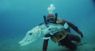 Видео: Что будет, если прозрачная рыба съест червячка
