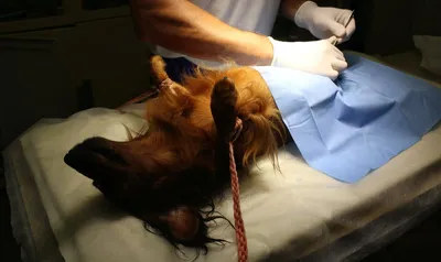 Стерилизация собак: фото в высоком разрешении