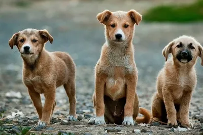 Стерилизация собак: изображения в формате jpg