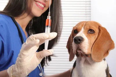 Картинки стерилизованных собак на бесплатной загрузке