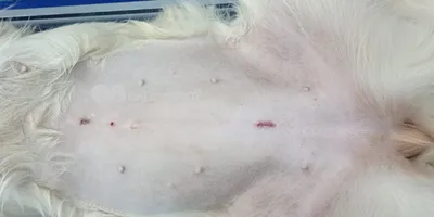 Картинки стерилизованных собак в высоком разрешении