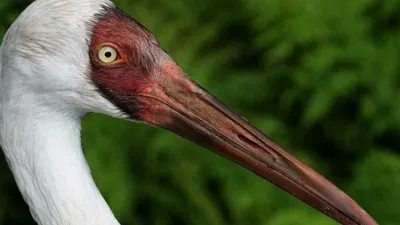 Стерх или белый журавль (Grus leucogeranus). Фотогалерея птиц. Фотографии  птиц России, Беларуси, Украины, Казахстана, Таджикистана, Азербайджана.