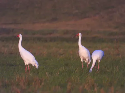 Стерх или белый журавль (Grus leucogeranus). Фотогалерея птиц. Фотографии  птиц России, Беларуси, Украины, Казахстана, Таджикистана, Азербайджана.