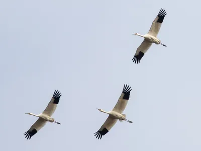 Стерх или белый журавль (Grus leucogeranus). Фотогалерея птиц. Фотографии  птиц России, Беларуси, Украины, Казахстана, Таджикистана, Азербайджана.