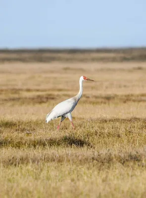 Стерх или белый журавль (Grus leucogeranus). Фотогалерея птиц. Фотографии  птиц России, Беларуси, Украины, Казахстана, Таджикистана, Азербайджана.