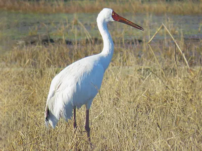 Стерх - eBird