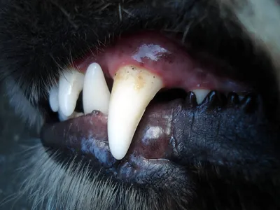 Изображения: Стоматит у собак - скачать бесплатно в png формате