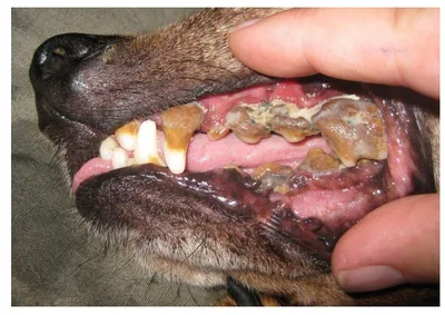 Фотографии: Стоматит у собак - скачивание бесплатно