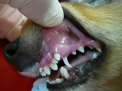Стоматит у собак - фото на обоях для планшета