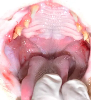 Фотообои с изображениями Стоматит у собак - бесплатная загрузка