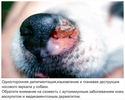 Фото: Стоматит у собак - выбор фотографии для рабочего стола