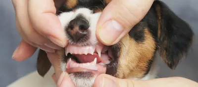 Фотографии: Стоматит у собак - скачивание бесплатно в png