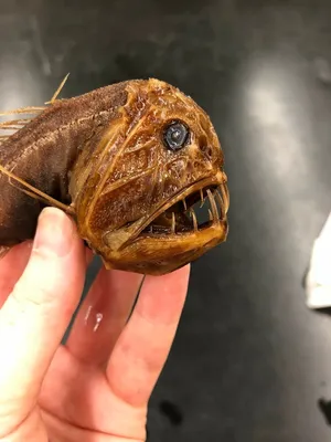 Топ-10 самых страшных рыб в мире | Пётр Михайлович | Дзен