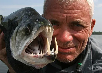 Самая страшная пресноводная рыба! У нас в Крокус Сити Океанариуме живёт  одна из опаснейших рыб, живущих в.. | ВКонтакте