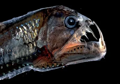 злая рыба с множеством зубов в одном глазу, картинка страшной рыбы, рыбы,  природа фон картинки и Фото для бесплатной загрузки