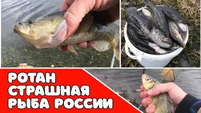 Страшная Зубастая И Очень Вкусная Рыба - Эспада. Противостоять Городскому  Рынку В Фуншале. Остров Мадейра, Атлантический Океан Фотография, картинки,  изображения и сток-фотография без роялти. Image 26591781