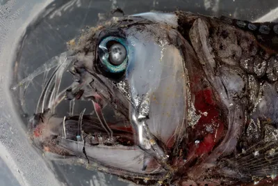 3 очень страшных жителя глубин. Почему глубоководные рыбы выглядят как  инопланетные монстры » uCrazy.ru - Источник Хорошего Настроения