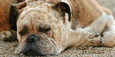 Загадочная стрептодермия у собак: фото и картинки