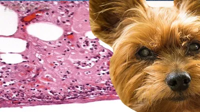 Изображения стрептодермии у собак: загадочность в каждой картинке