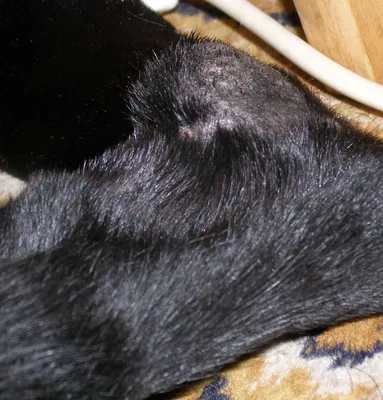 Собаки с диагнозом стрептодермии на фотографиях