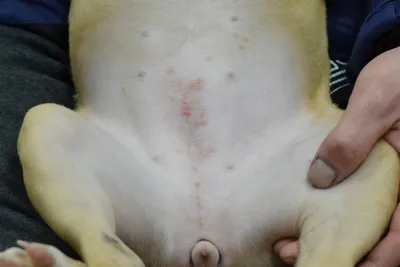 Страдания собаки: фото стрептодермии в разных форматах