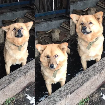 Фото, отражающие страдания от стрептодермии у собак