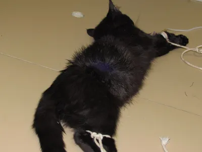 Загадочные фото стрептодермии у собак: фон, обои