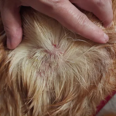 Впечатляющие фотографии собак с стрептодермией