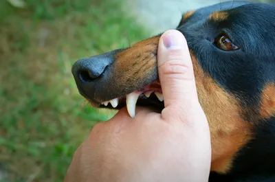 Стрептококк у собак: красивые фотографии на любой вкус