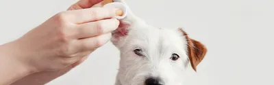 Стрептококк у собак: снимки в высоком разрешении