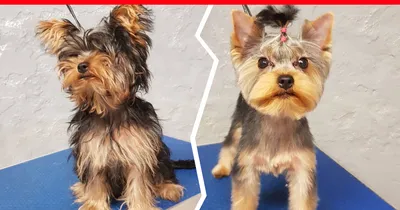 Стрижка собак до и после фотографии