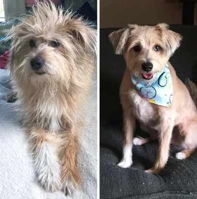 Изменение внешности: Стрижка собак до и после