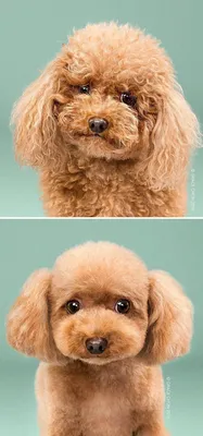 Отражение прекрасного: Стрижка собак в сравнительных фото