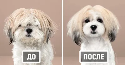 Новые образы: Стрижка собак до и после