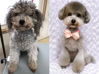 Преображение в эффекте фото: Стрижка собак до и после